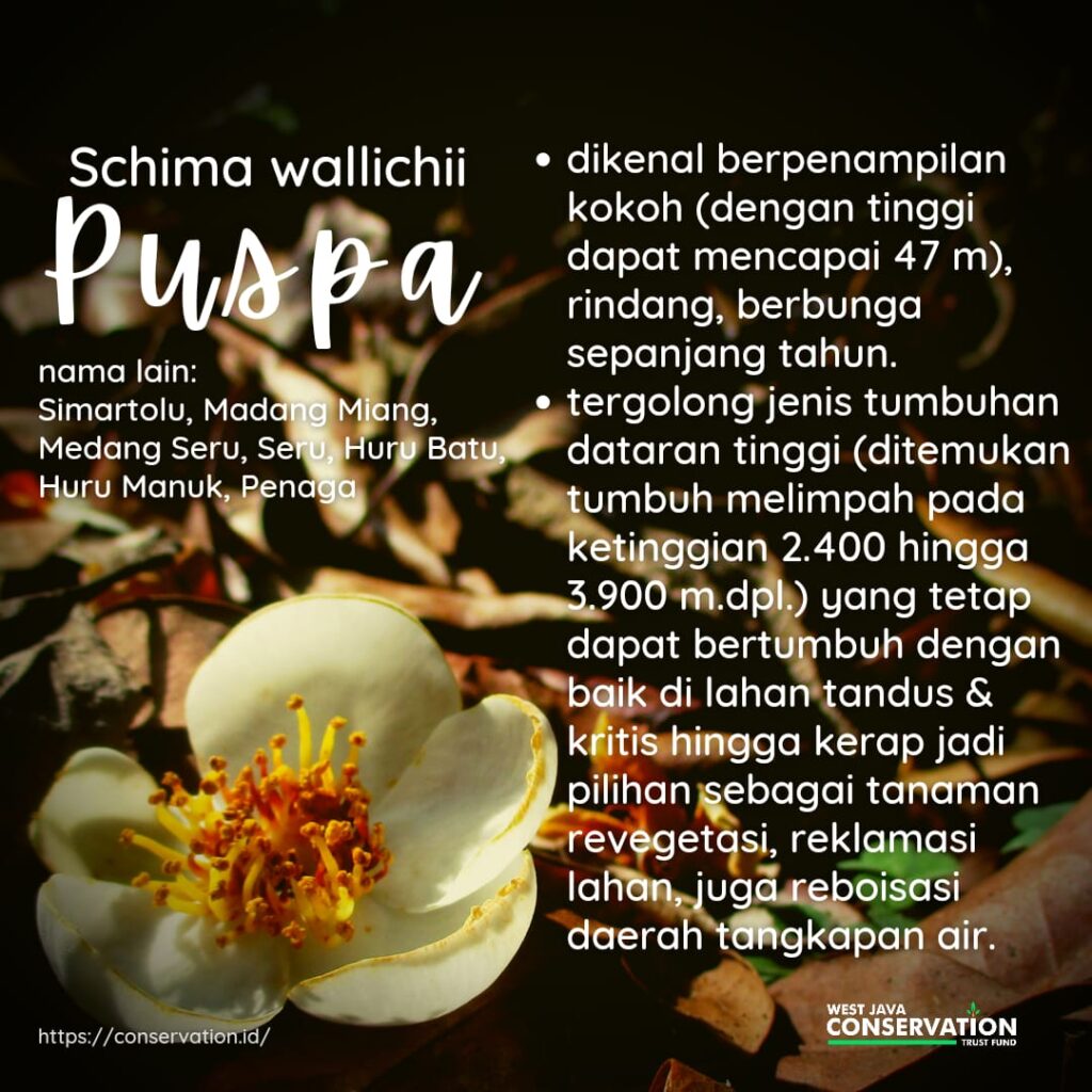 Schima wallichii