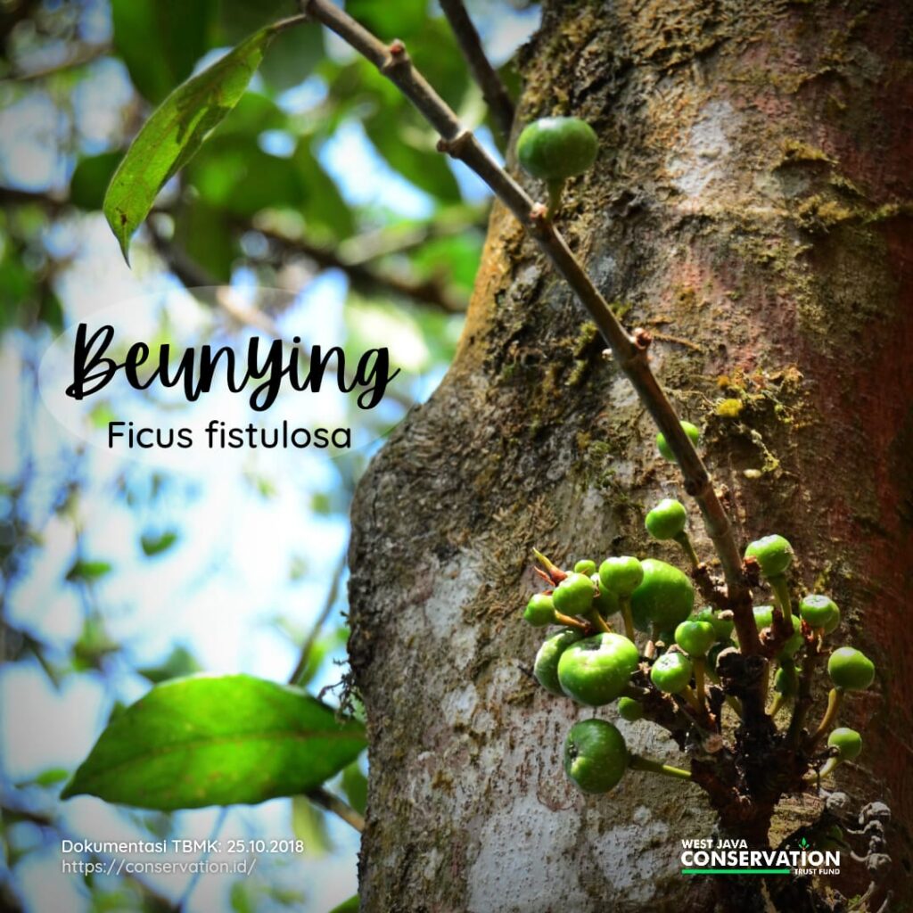 Beunying cover