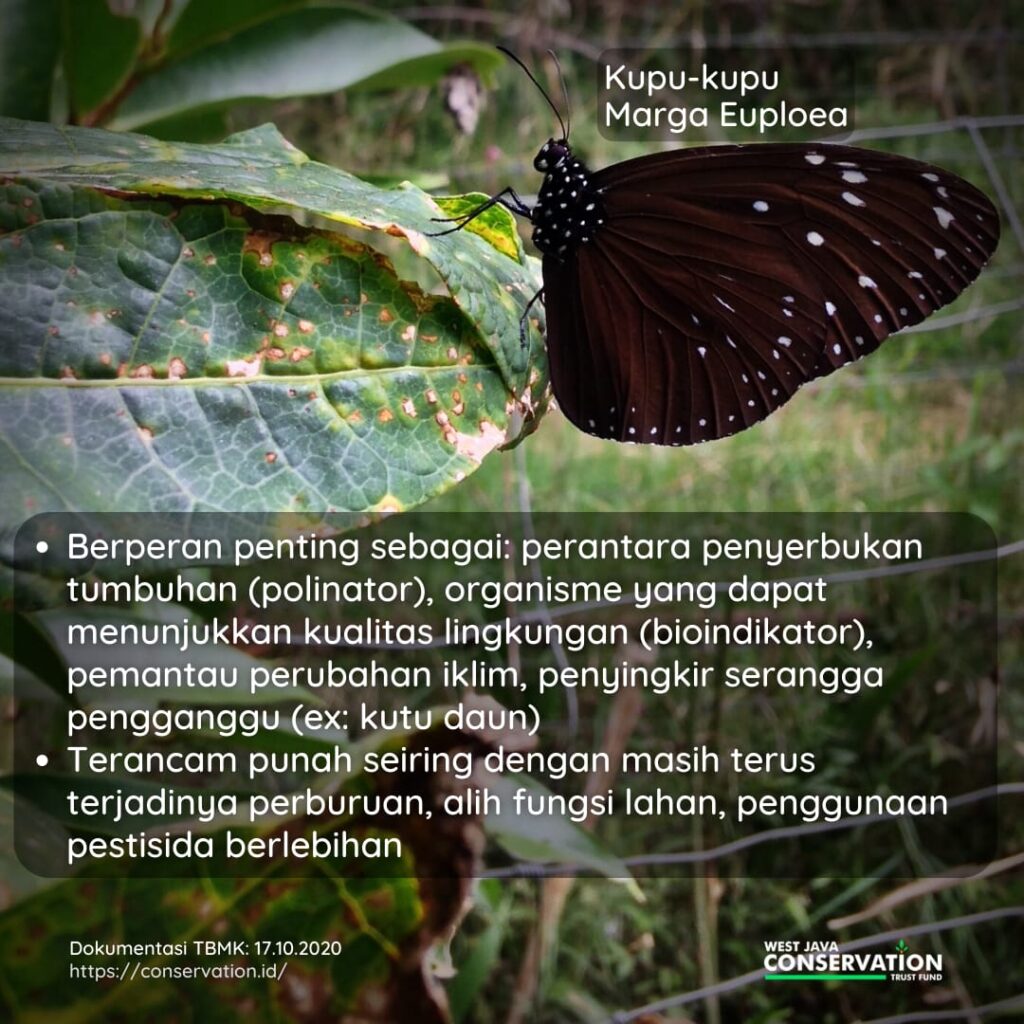 Kupu-kupu 02