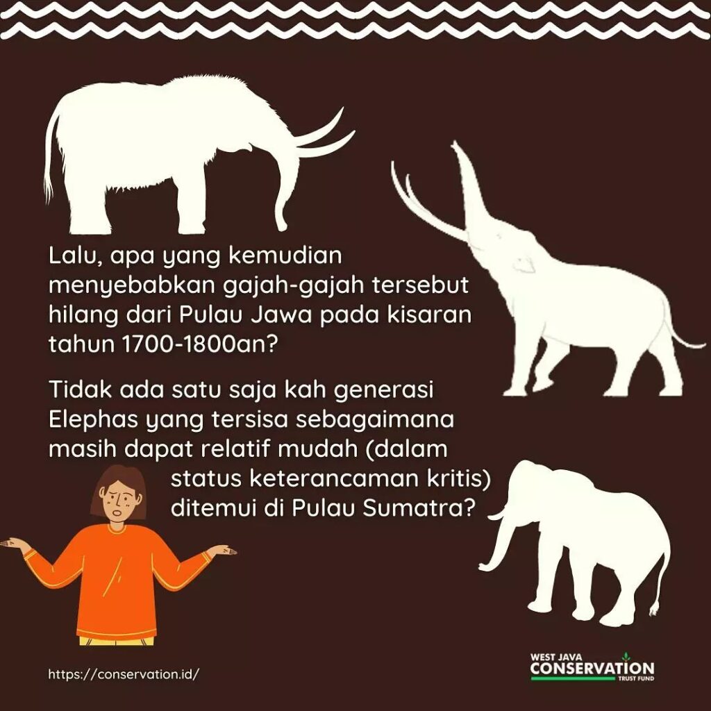 (5) gajah
