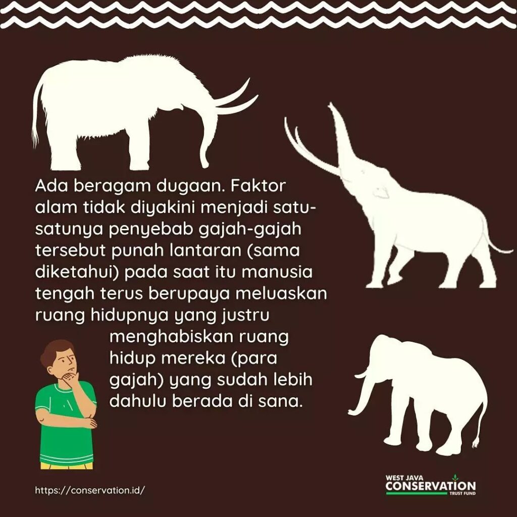 (6) gajah