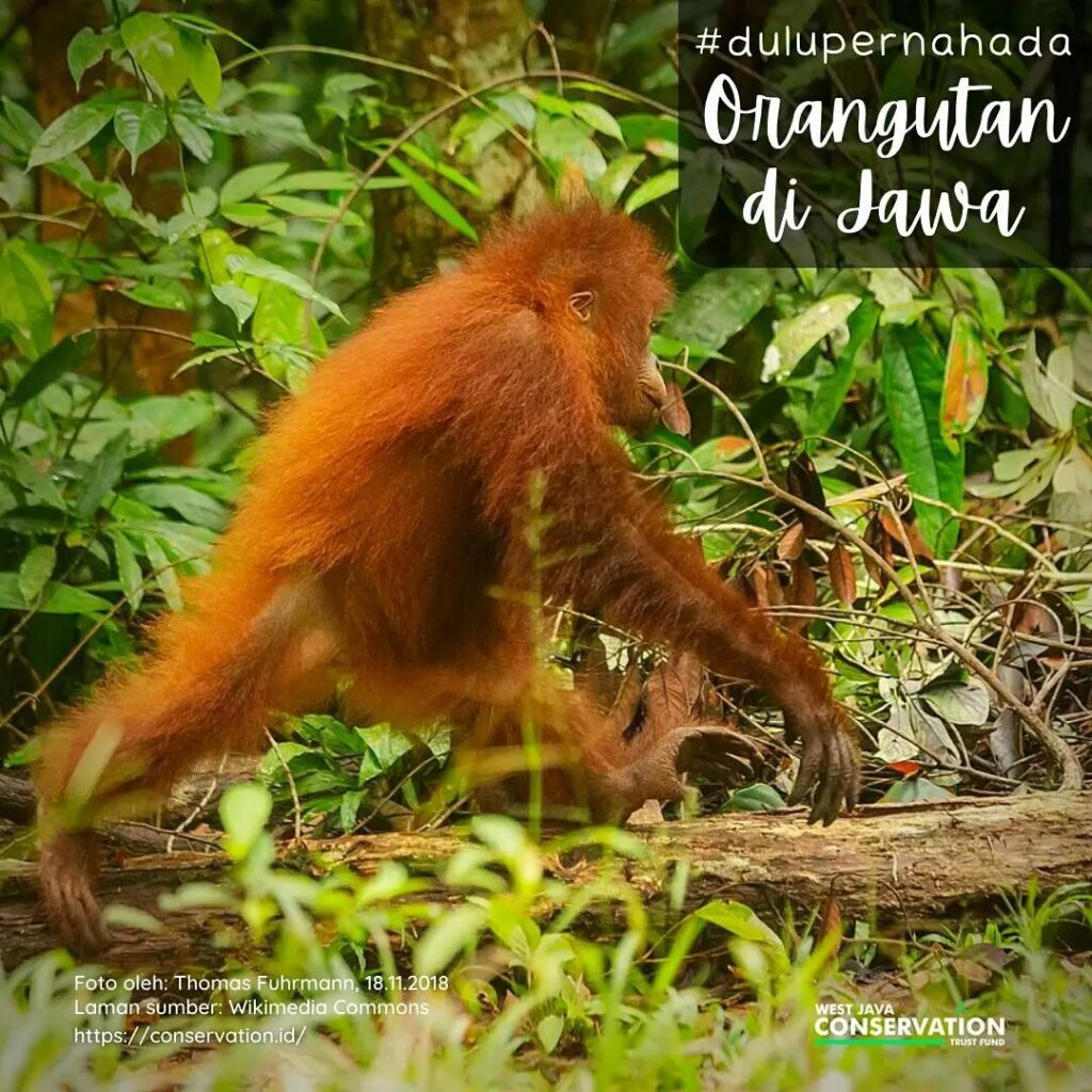 orangutan cover