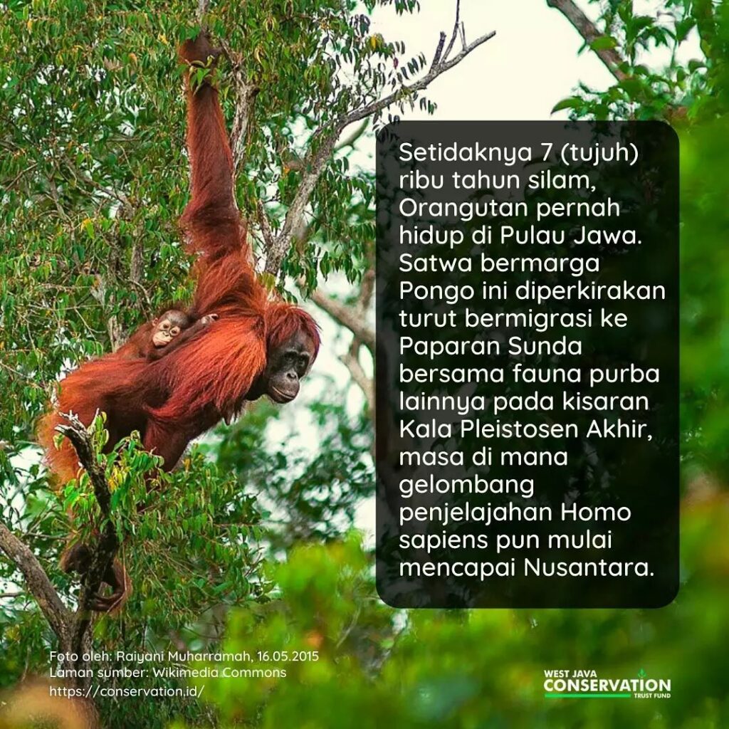 (1) orangutan