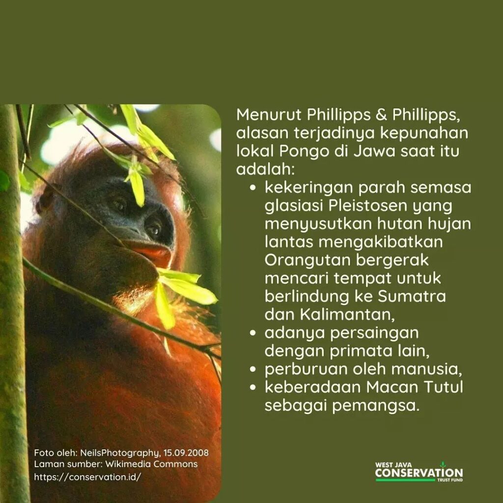 (2) orangutan
