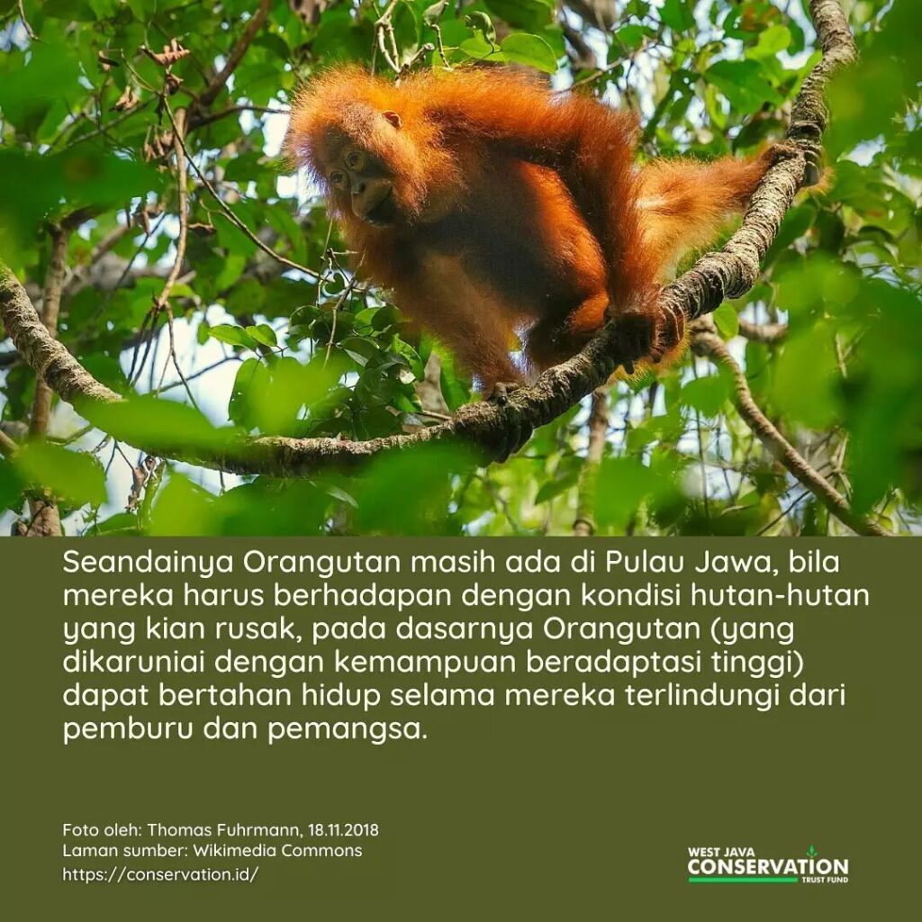 (4) orangutan