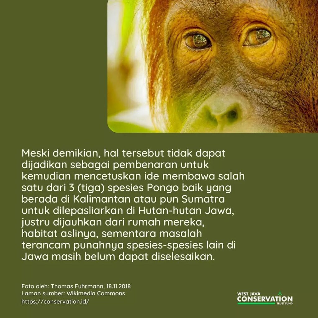 (5) orangutan