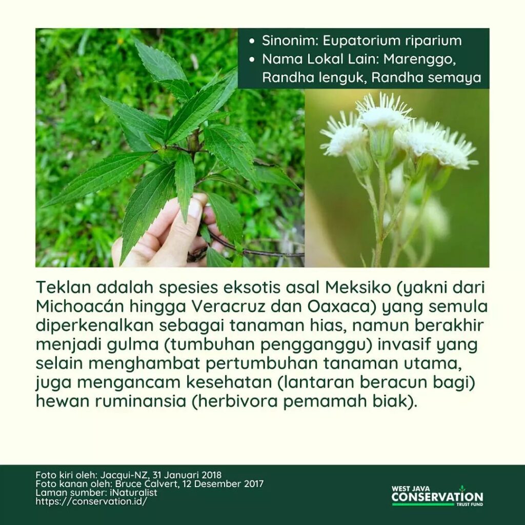 (1) Teklan
