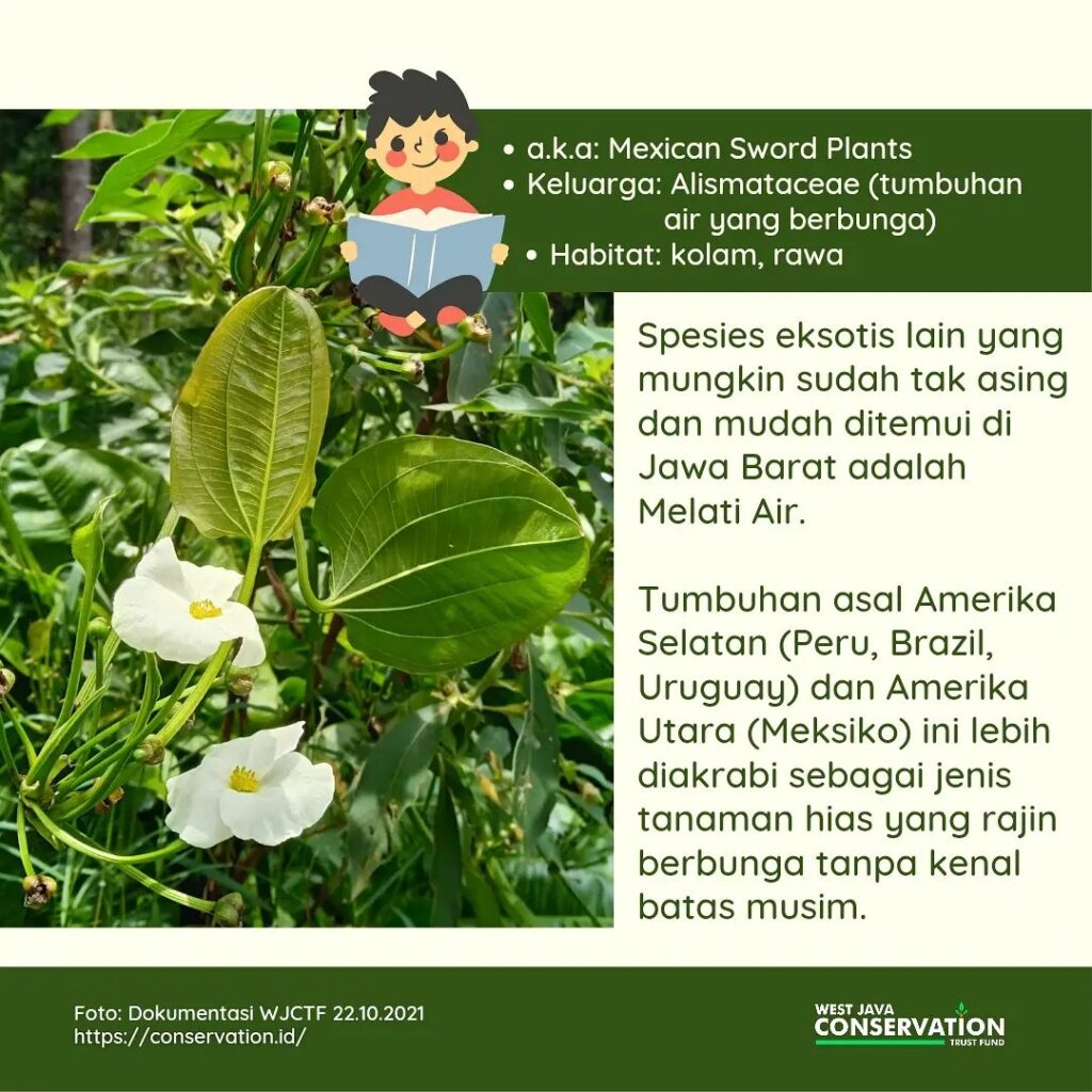 (1) Melati Air