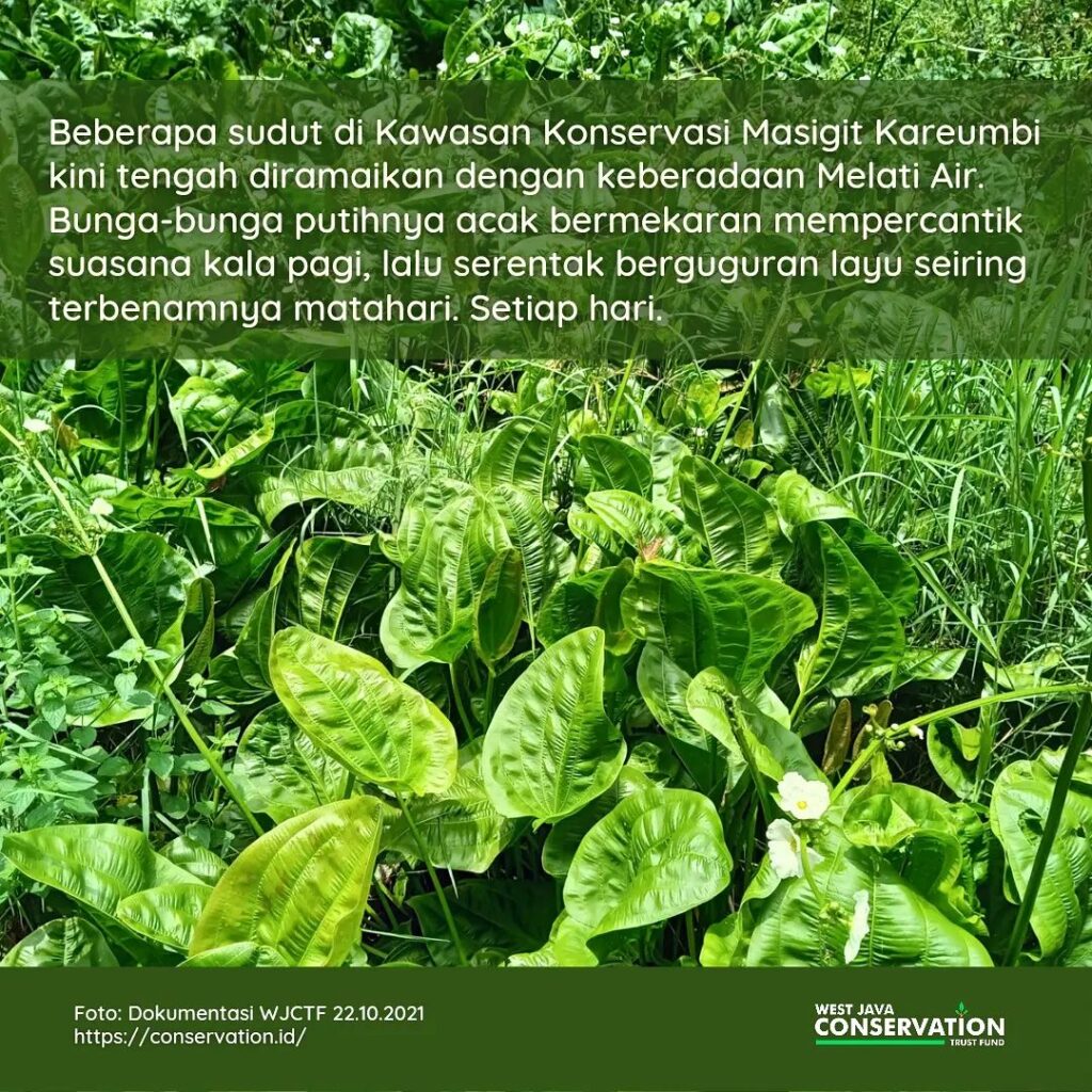 (3) Melati Air