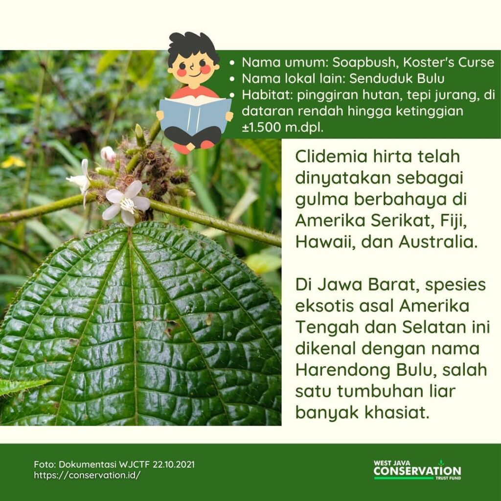 (1) Harendong Bulu