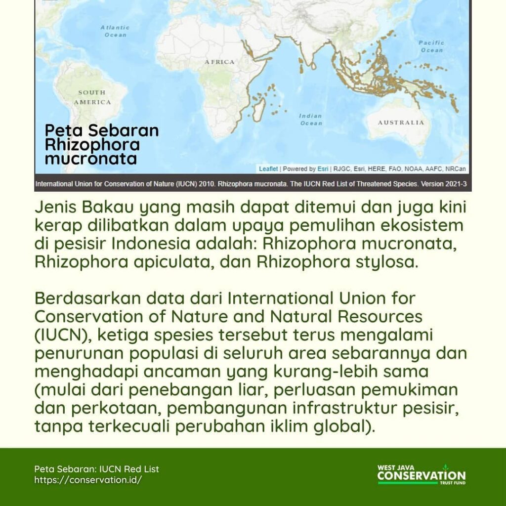 (1) pohon bakau
