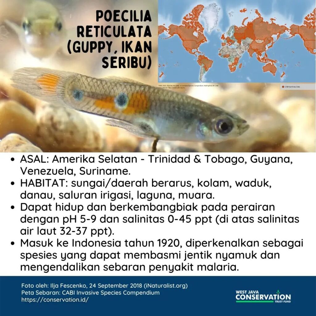 Livebearer