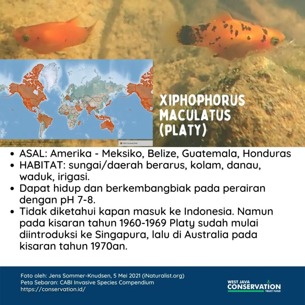 Livebearer