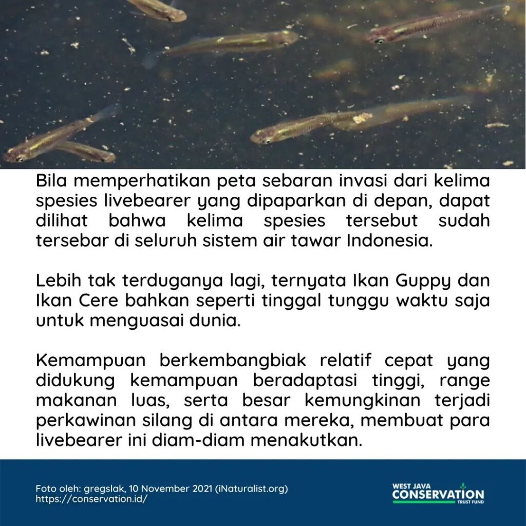 Livebearer