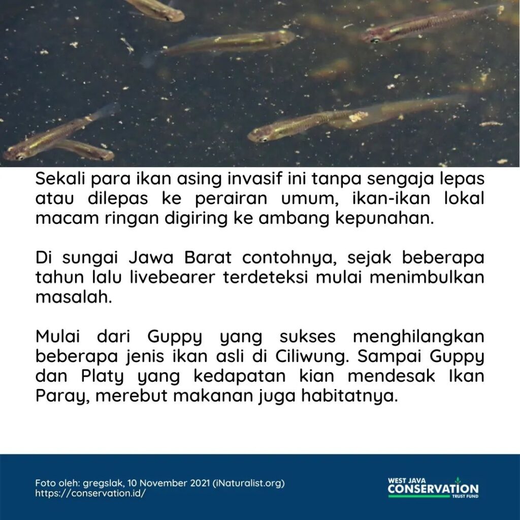 Livebearer