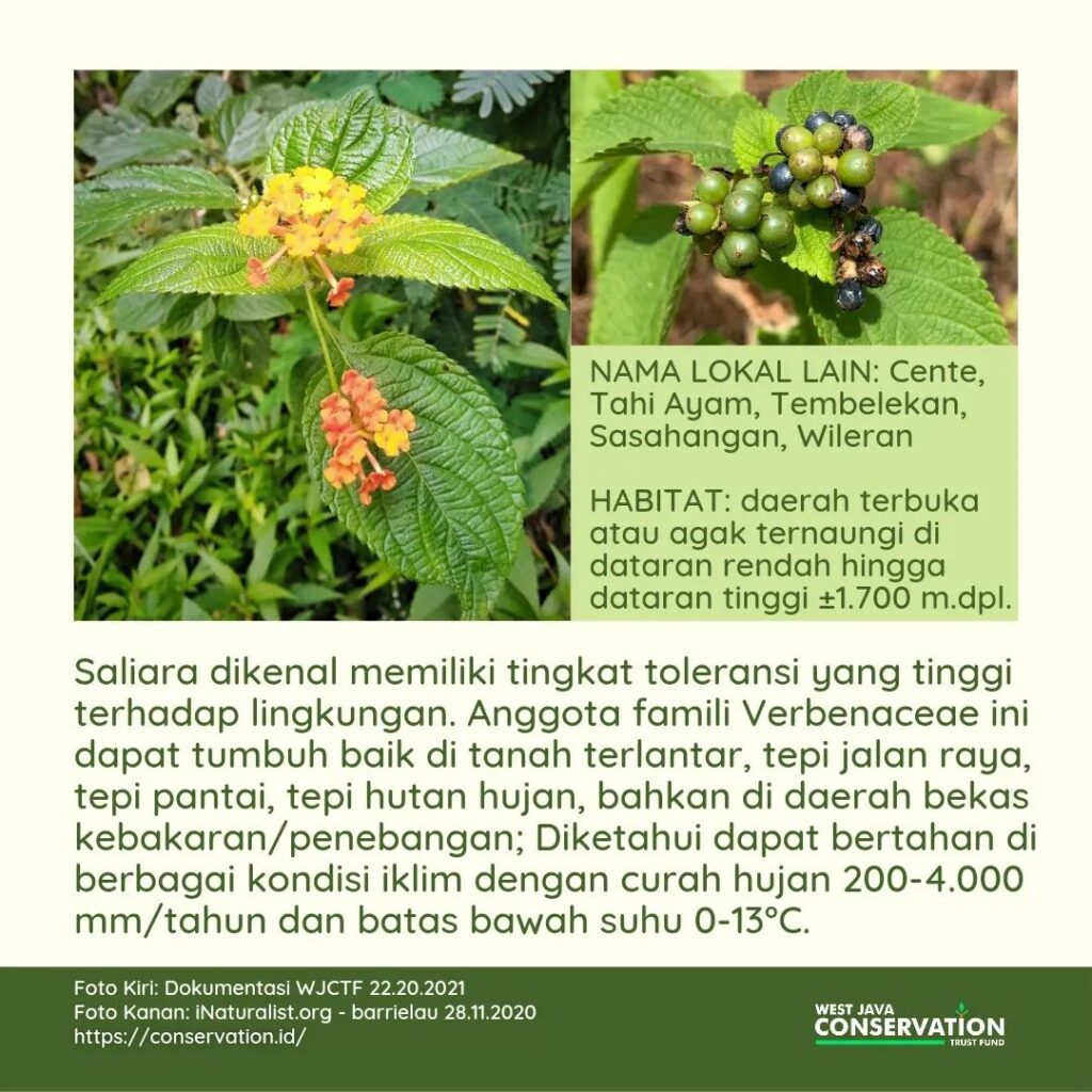 (3) lantana camara