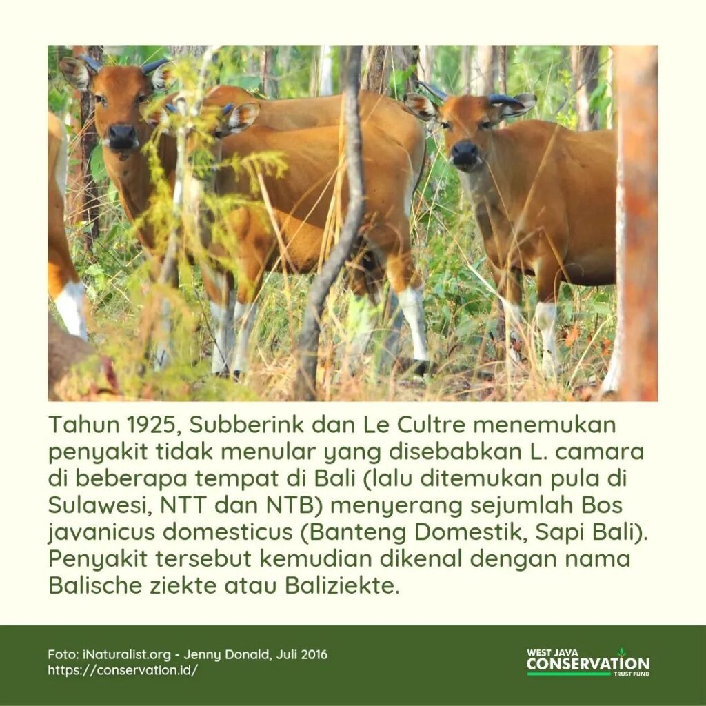 (5) lantana camara