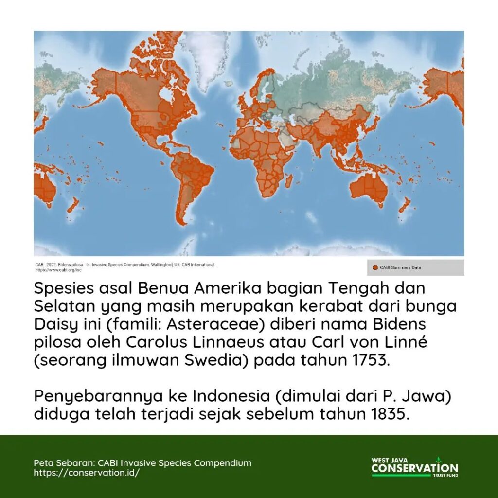 02 Ketul