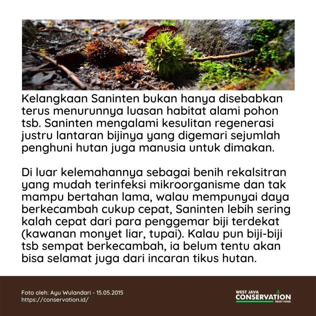 03 Saninten