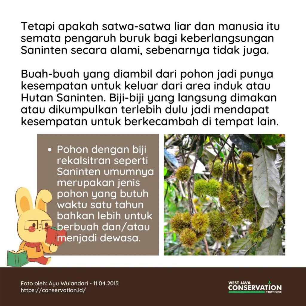 04 Saninten