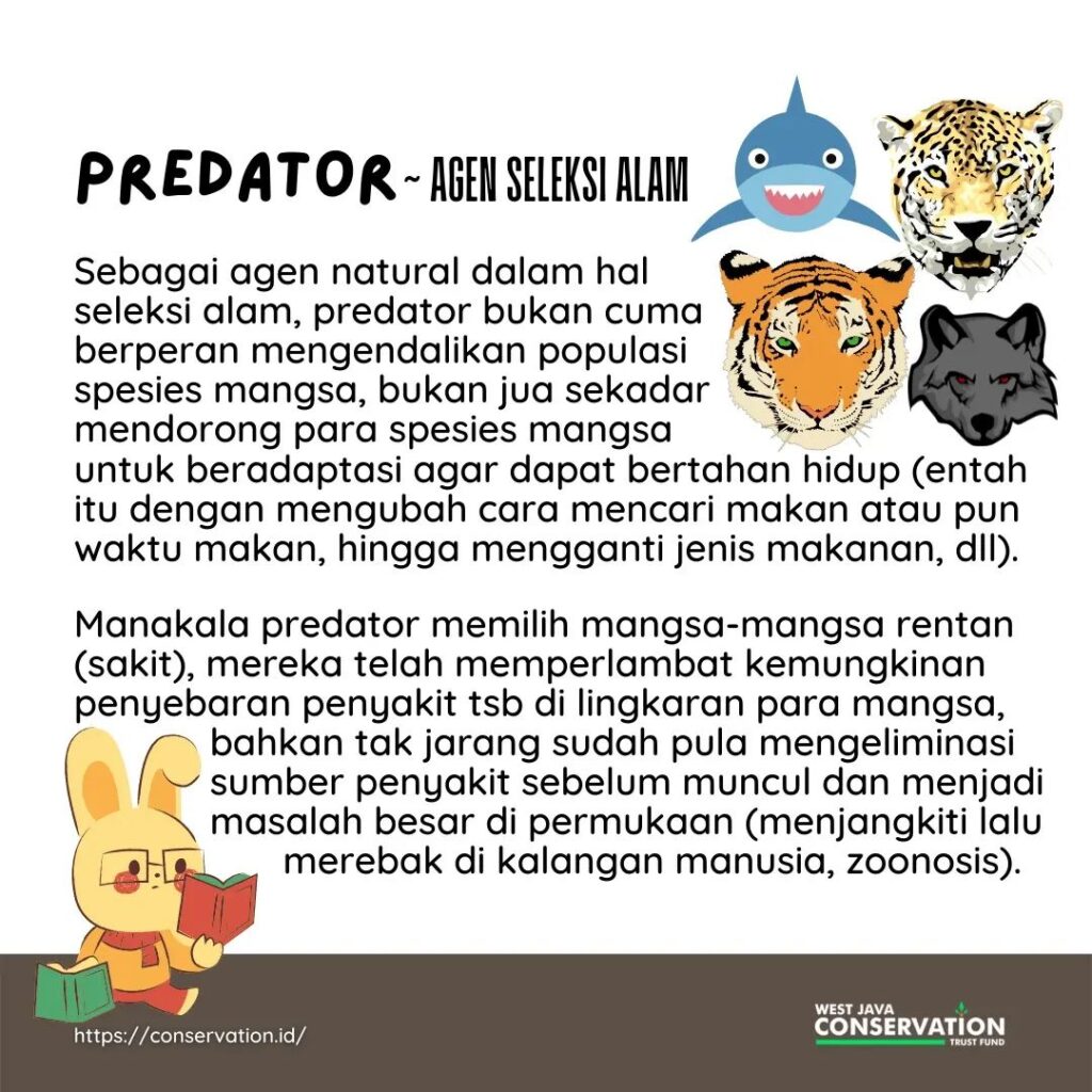 07 Predator
