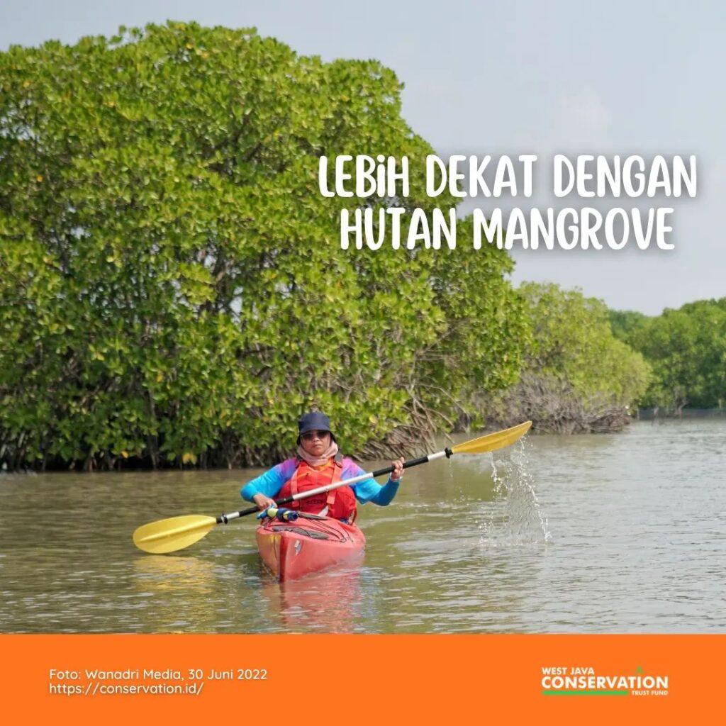 mangrove cover warta
