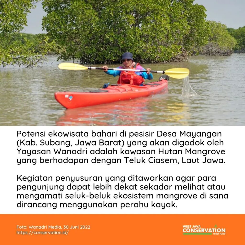 Lebih dekat dengan hutan mangrove