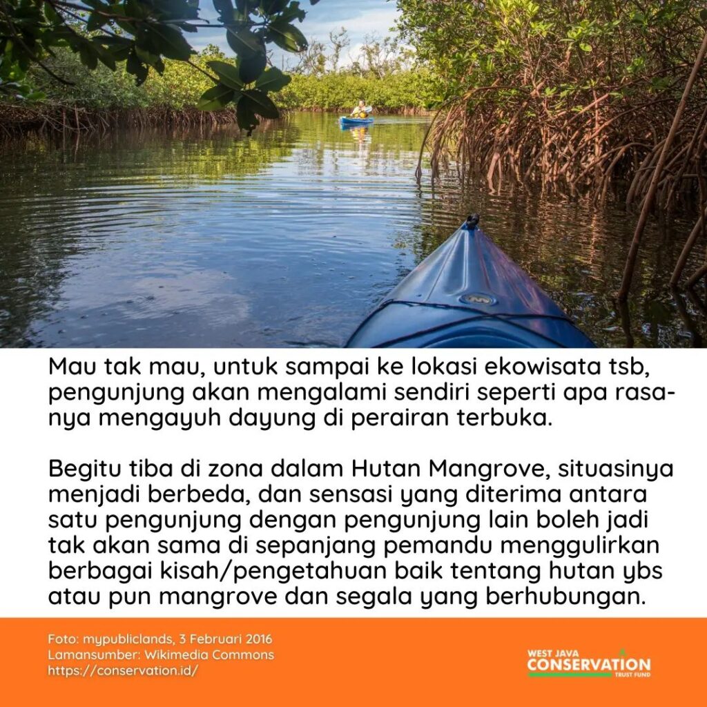Lebih dekat dengan hutan mangrove