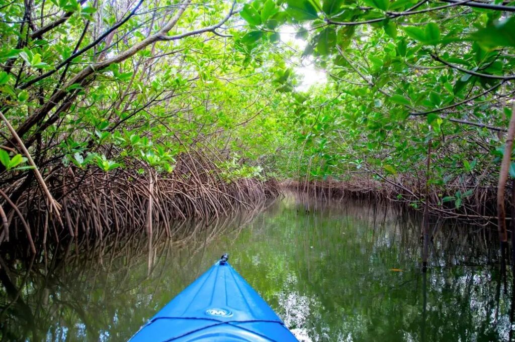 Lebih dekat dengan hutan mangrove