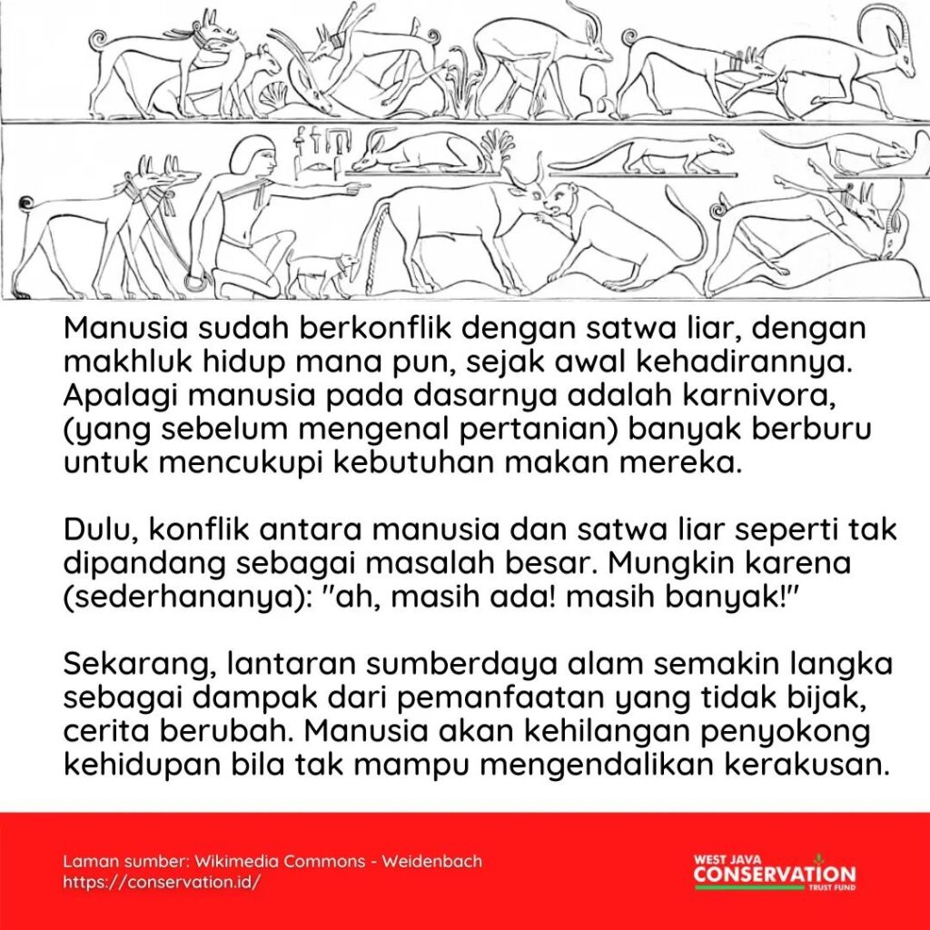 Konflik Manusia dan Satwa Liar