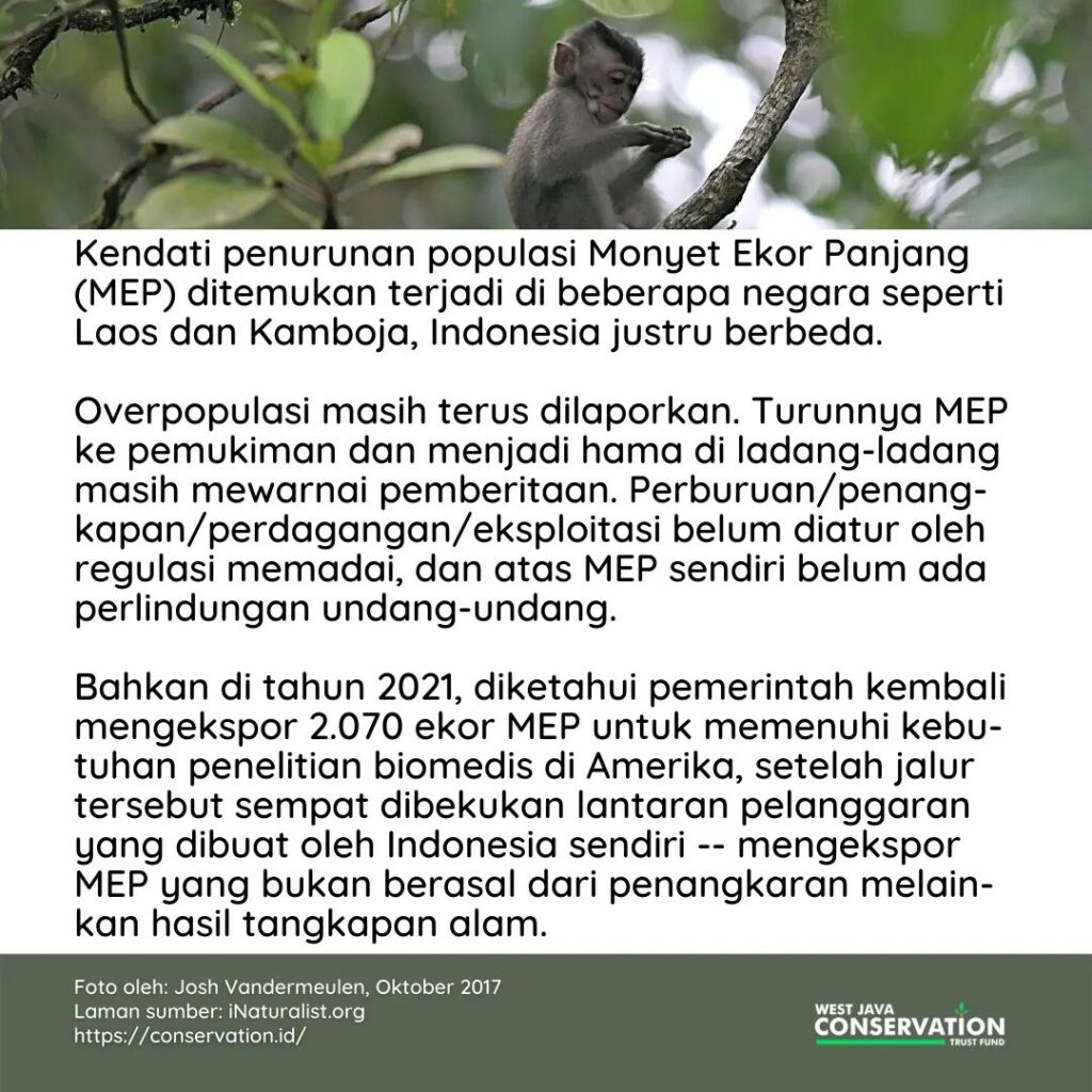 Macaca fascicularis