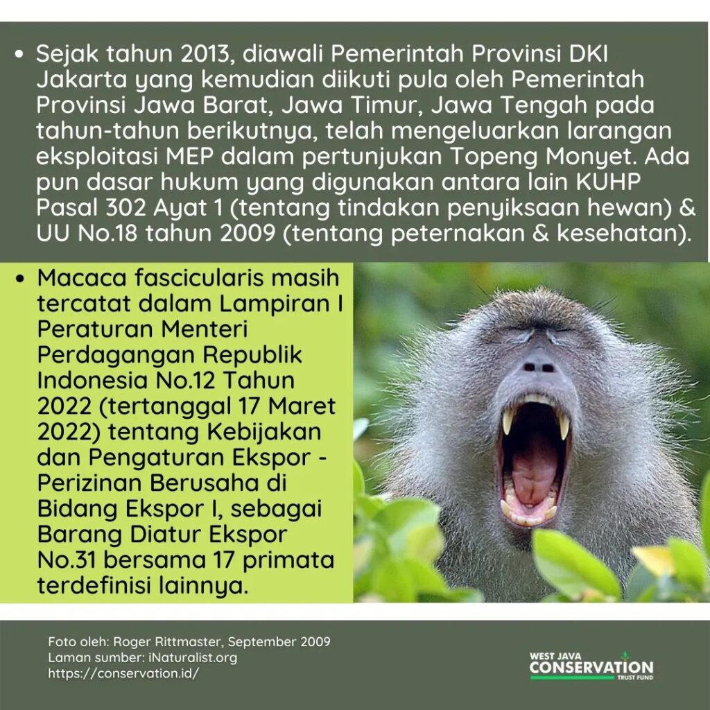 Macaca fascicularis