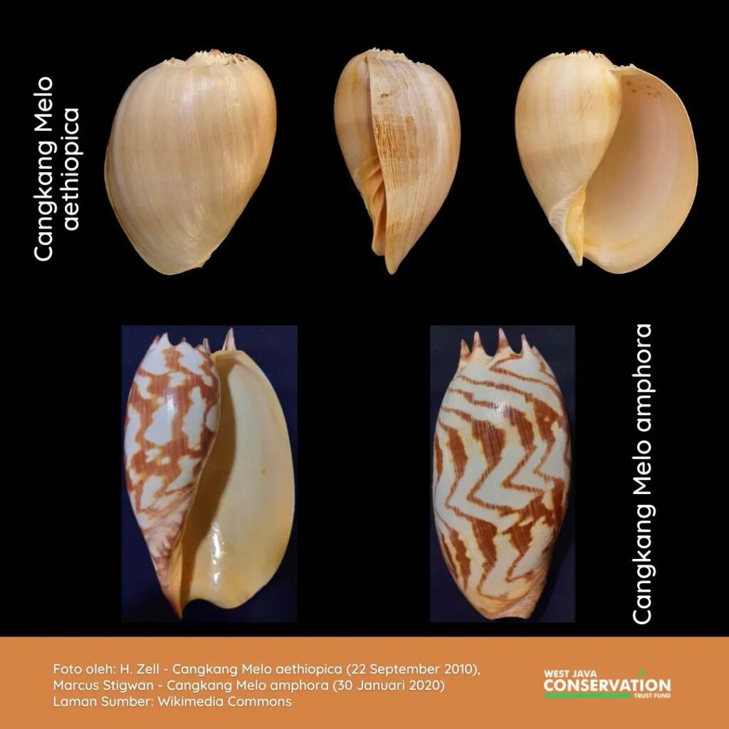 siput laut
