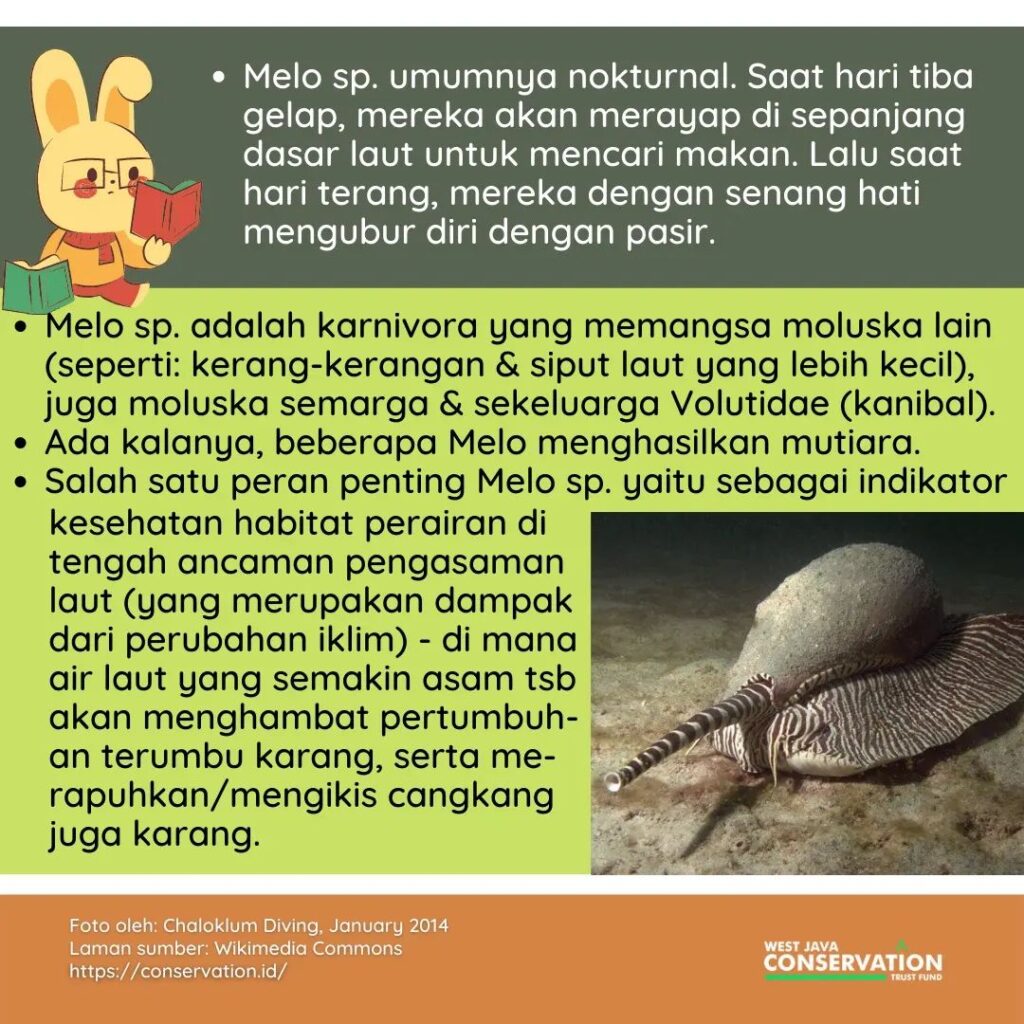 siput laut
