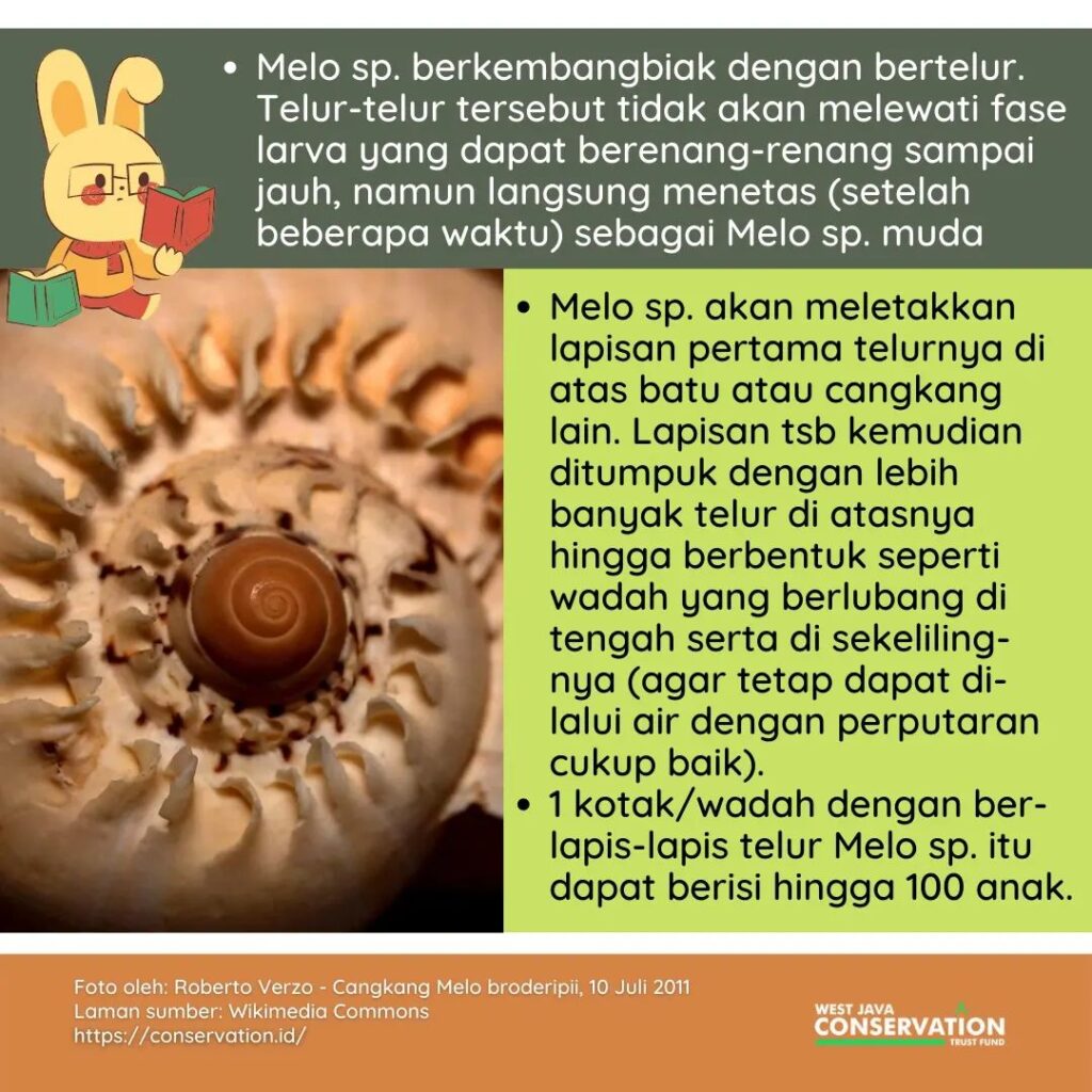 siput laut