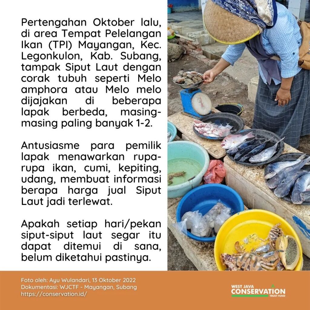 siput laut