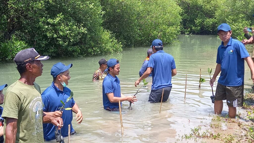 Penanaman Mangrove - PT. PLN