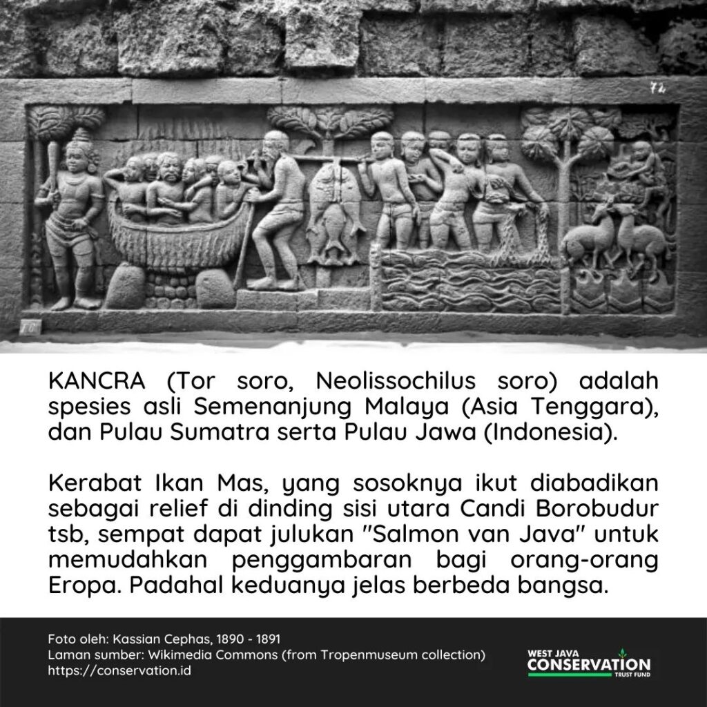 ikan kancra