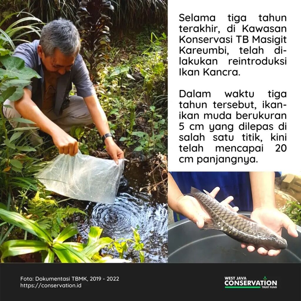 ikan kancra