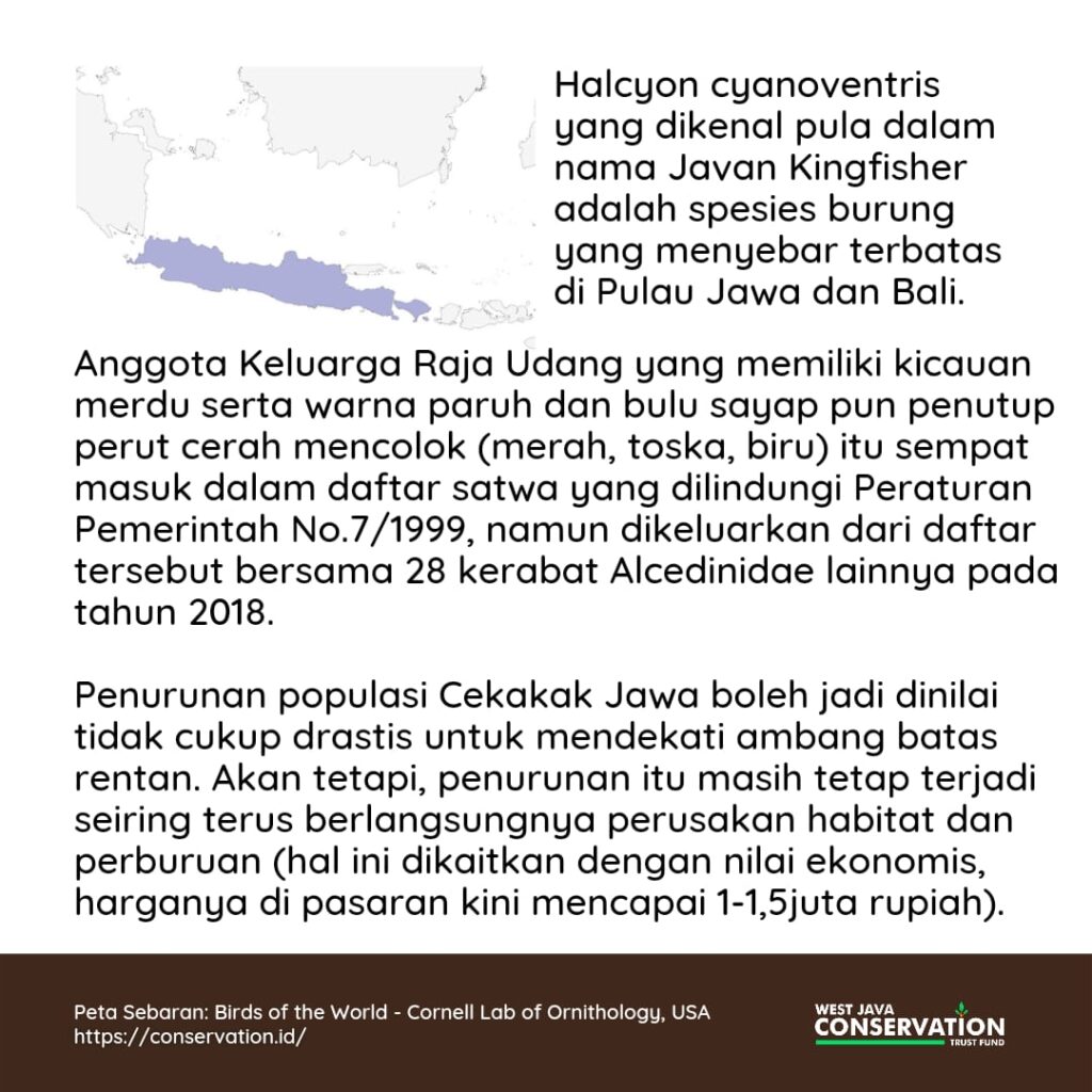 cekakak jawa (4)