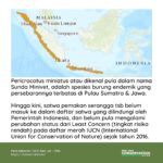 sepah_gunung_2