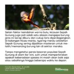 sepah_gunung_3