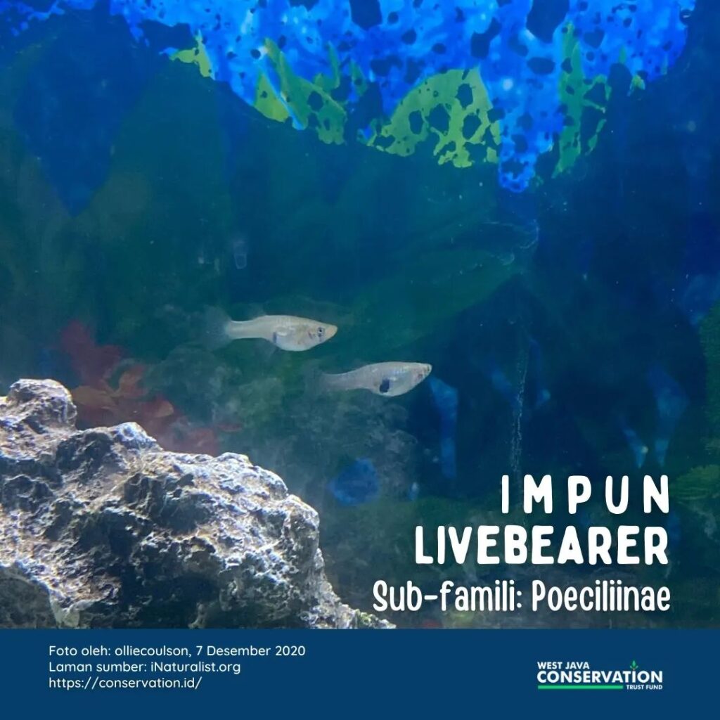 Livebearer cover