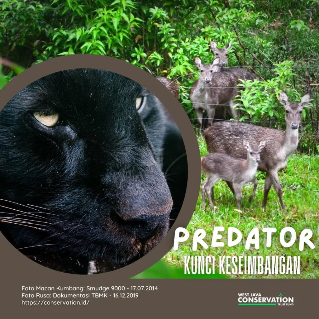 Predator Cover