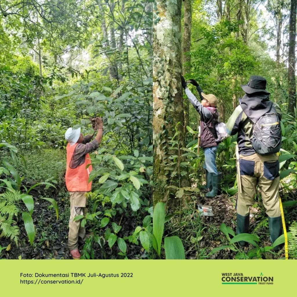 wali hutan