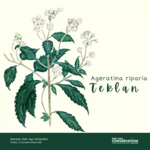 Info Spesies: Ageratina riparia (Teklan)