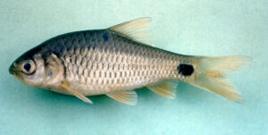 Info Spesies: Barbodes binotatus (Ikan Benteur)