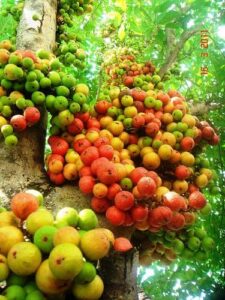 Info Spesies: Beunying (Ficus fistulosa)