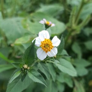 Info Spesies: Bidens pilosa (Ketul)
