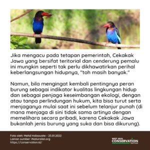 Info Spesies: Burung Cekakak Jawa (Halcyon cyanoventris)